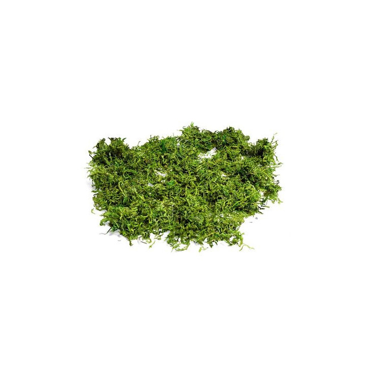 Mousse naturelle - 50 g | Le Géant de la Fête
