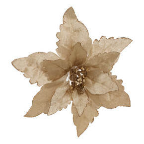 Poinsettia - 20 cm - Champagne | Le Géant de la Fête
