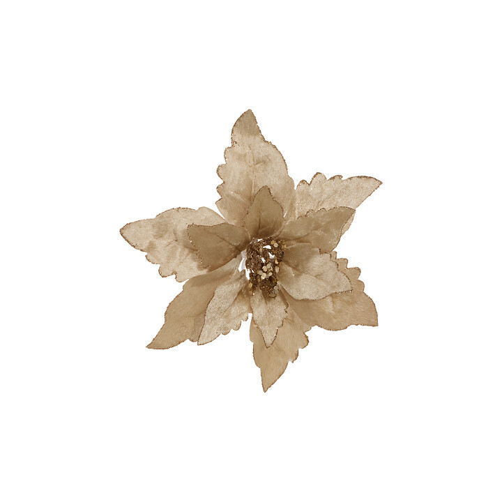 Poinsettia - 20 cm - Champagne | Le Géant de la Fête
